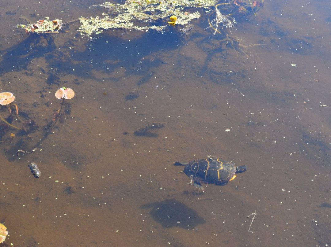 Mass Audubon Stony Brook Wildlife Sanctuary-Norfolk必去景点