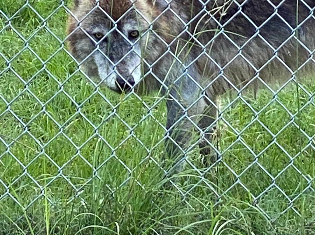 Saint Francis Wolf Sanctuary景点图片