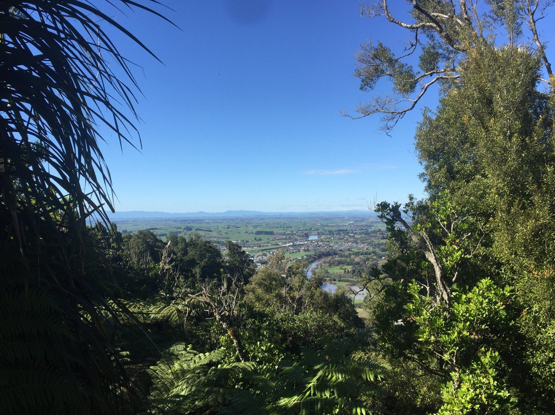 Hakarimata Kauri Grove景点图片
