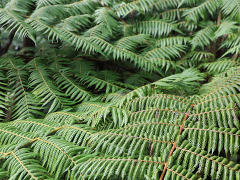 Nancy Fladgate Track-拉塞尔必去景点