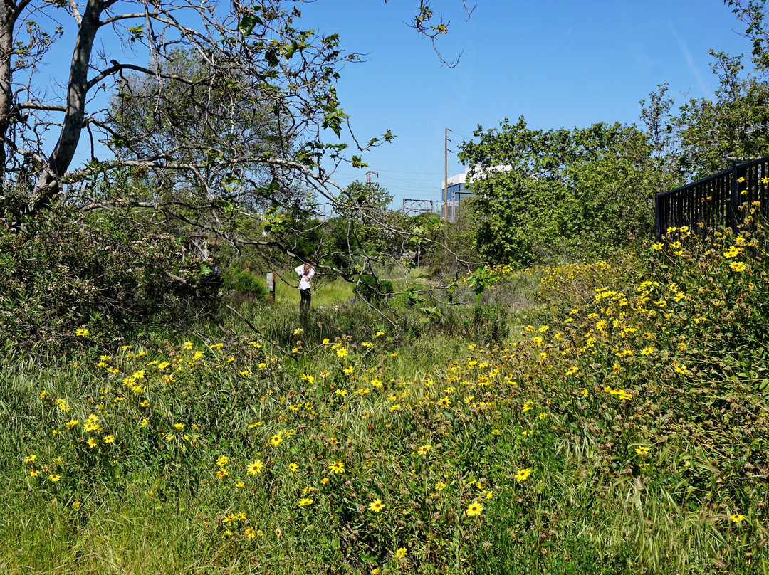 Madrona Marsh-托伦斯必去景点