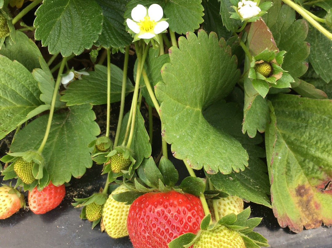 Southern Grace Farms-Enigma必去景点