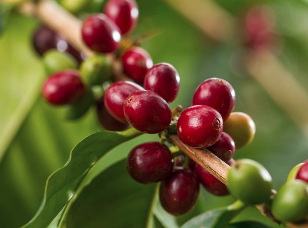 Kona Rainforest Coffee Guesthouse主图