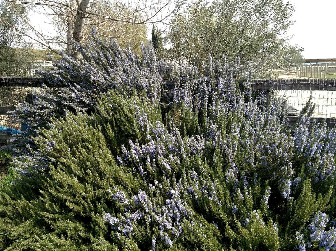 Clairmont Farms-洛斯奥利沃斯必去景点