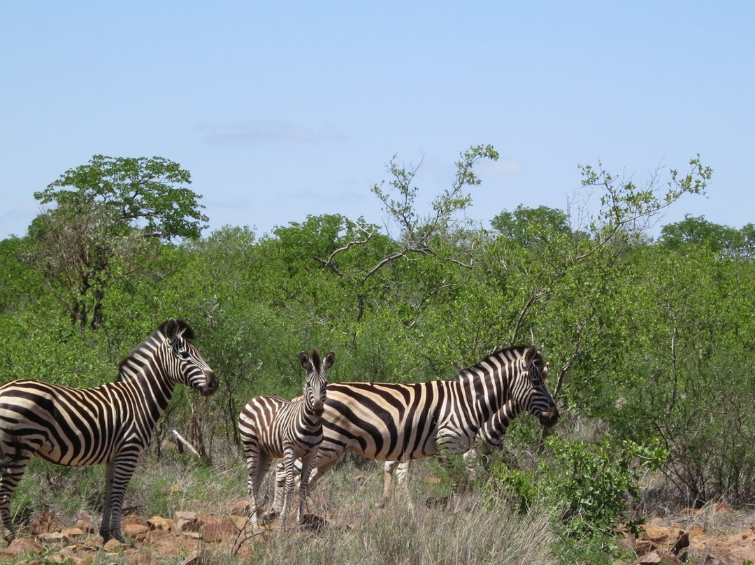 Limpopo National Park-Massingir必去景点