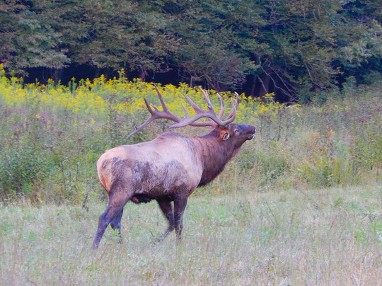 Cataloochee Valley Tours-韦恩斯维尔必去景点