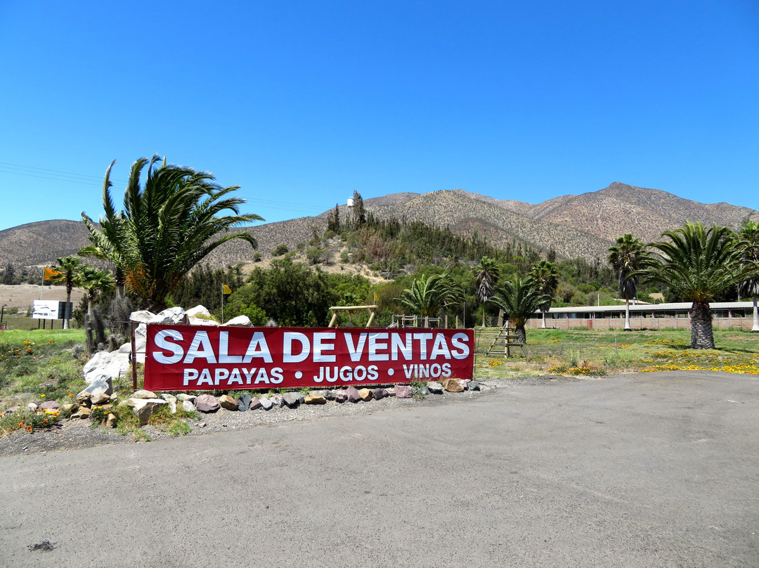 Viña Falernia-Vicuna必去景点