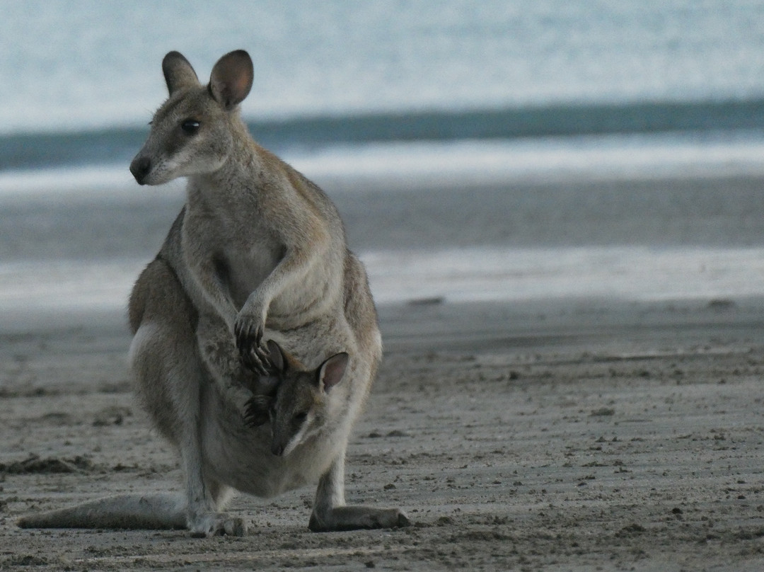 Mackay Region Visitor Information Centre Tours-Cape Hillsborough必去景点