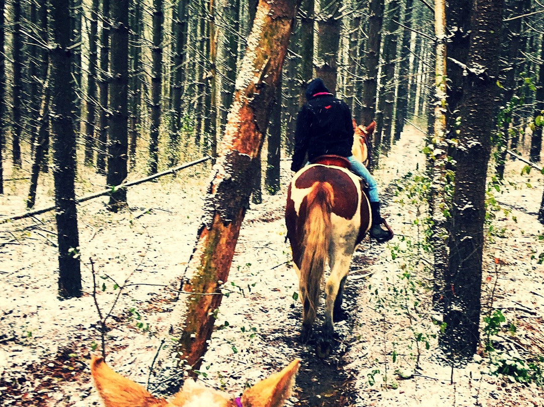 Dan Patch Stables-日内瓦湖必去景点
