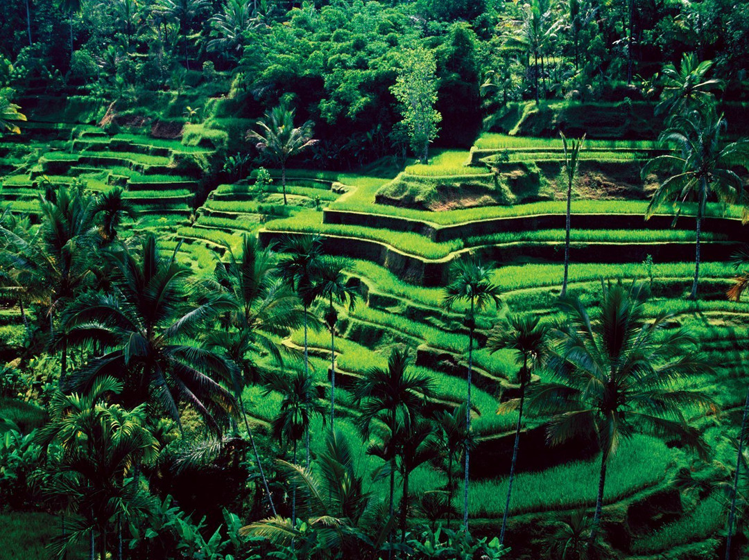 Sinar Bali Tour & Travel-登巴萨必去景点