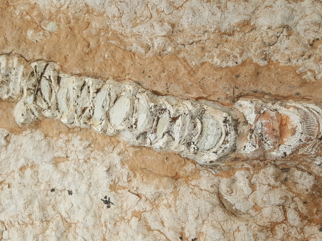 Museo Geopaleontologico di Camposilvano景点图片