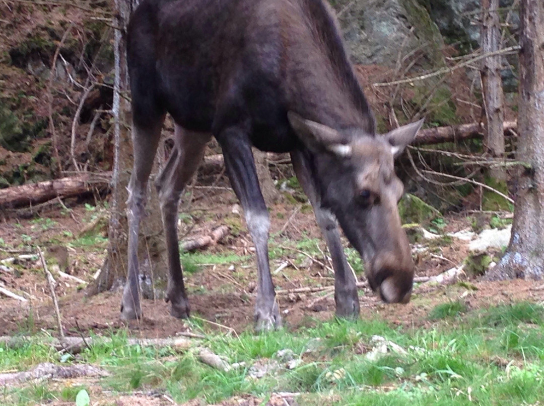 Moose af Anneröd-Uddevalla必去景点