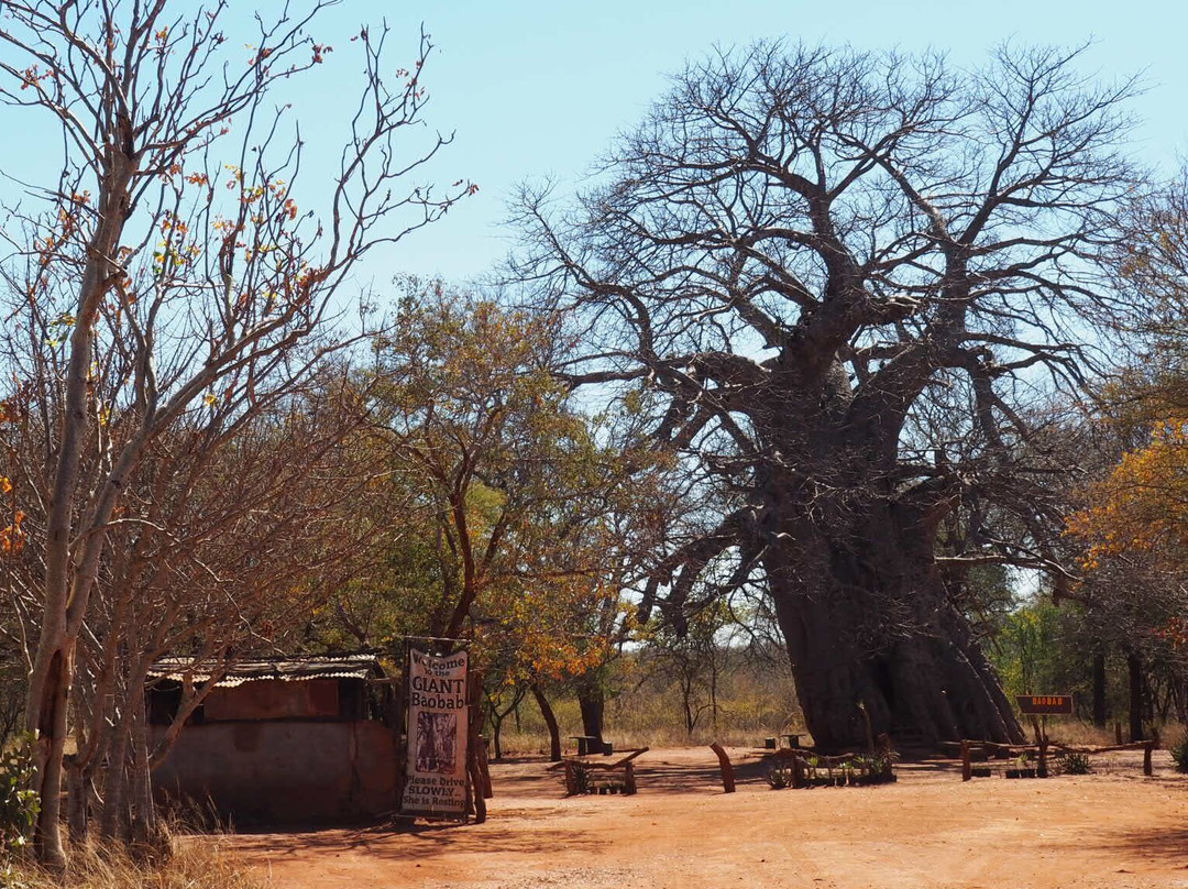 Big Boabab-Gravelotte必去景点