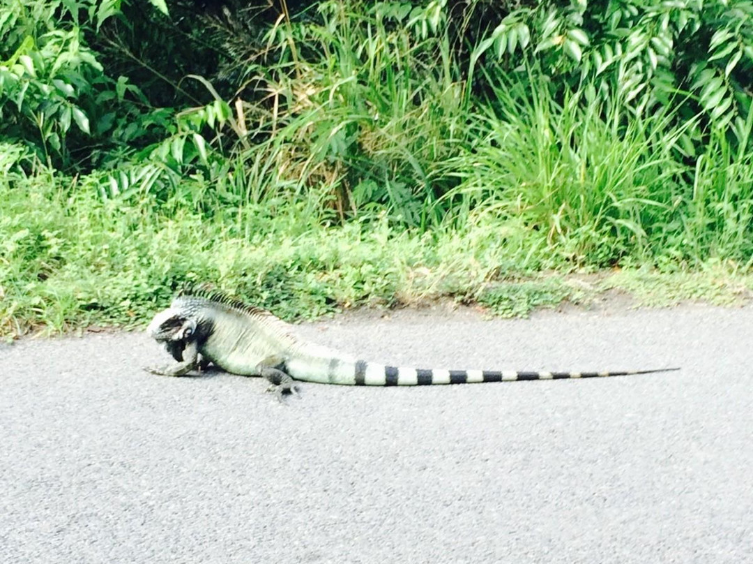 Montserrat Jolly Up Tours-Jolly Harbour必去景点