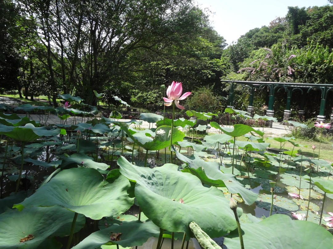 Purwodadi Botanical Garden - LIPI景点图片