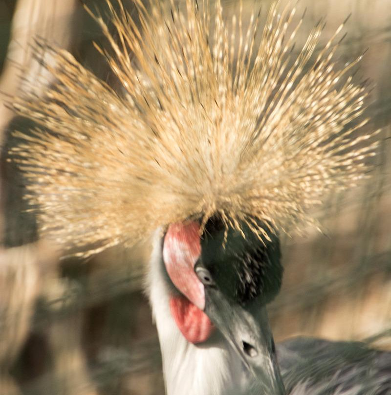 El Rincon de las Aves