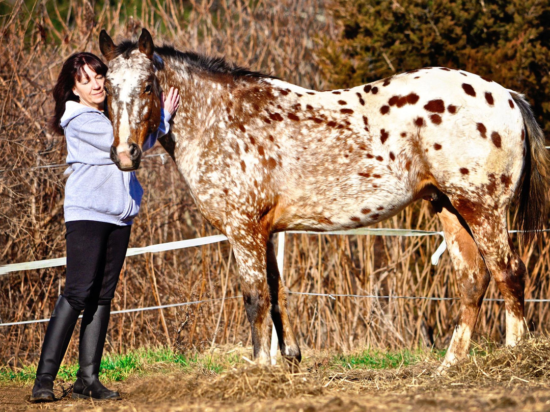 Healing With Horses at Wildrose Horse Farm-安卡斯维尔必去景点