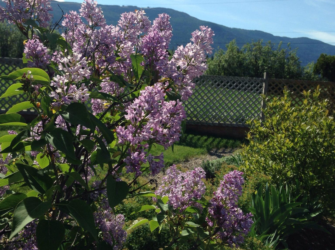 Schubert Estate Bed & Breakfast主图