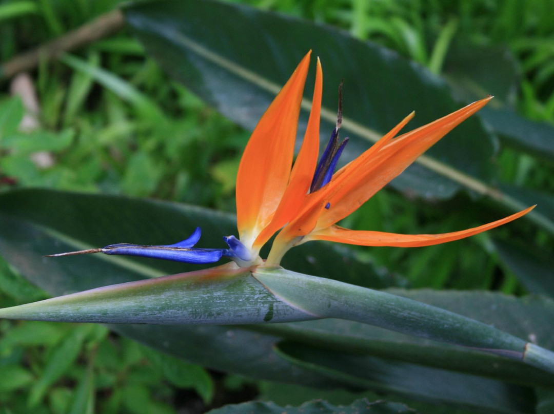 Cinco Ramas-洛斯奇莱斯必去景点