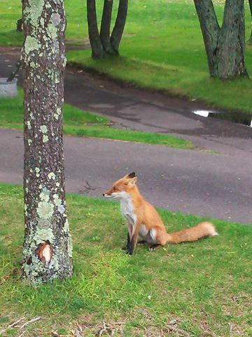 Tomakomai Golf Resort 72-苫小牧市必去景点