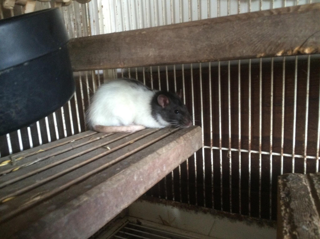 Animal Rangers景点图片