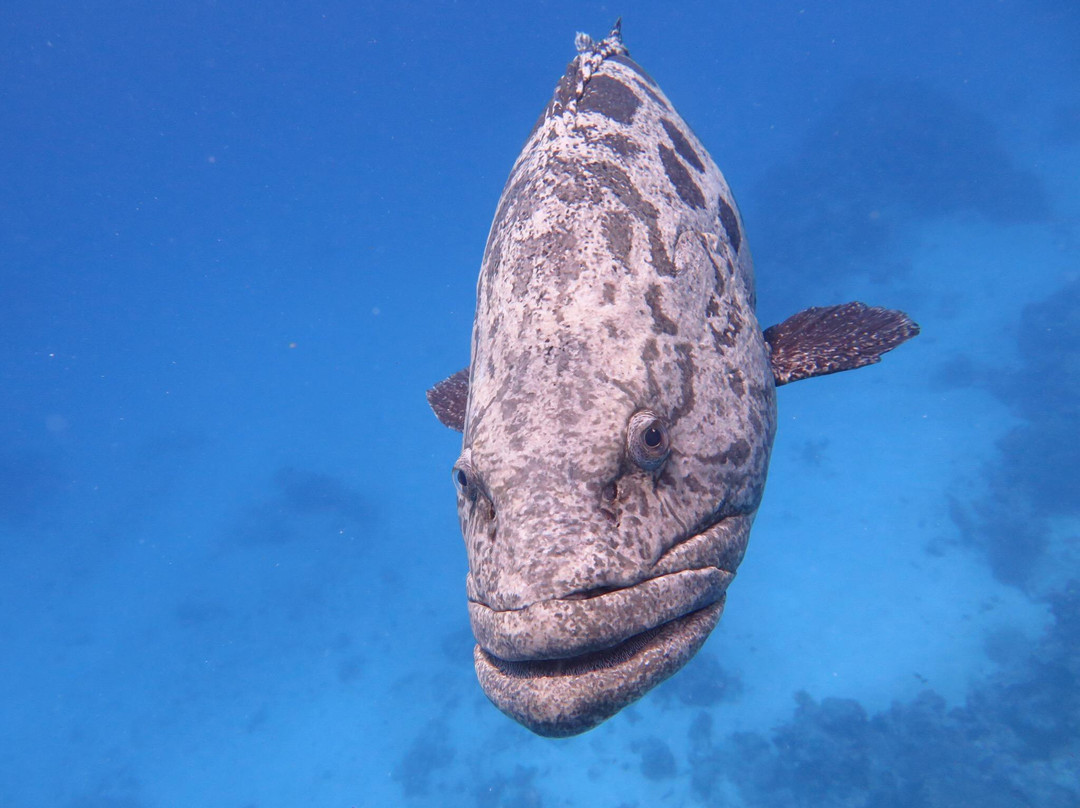 Cod Hole-蜥蜴岛必去景点