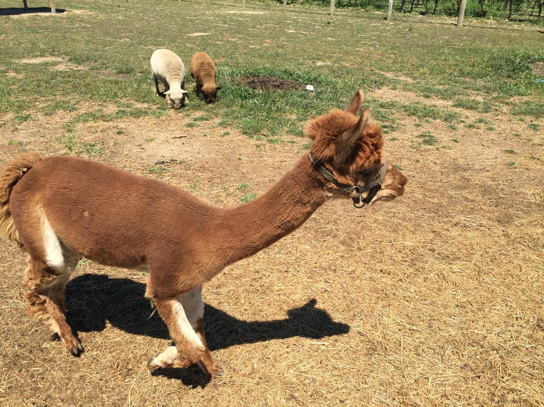 Jason's Vineyard-Jamesport必去景点