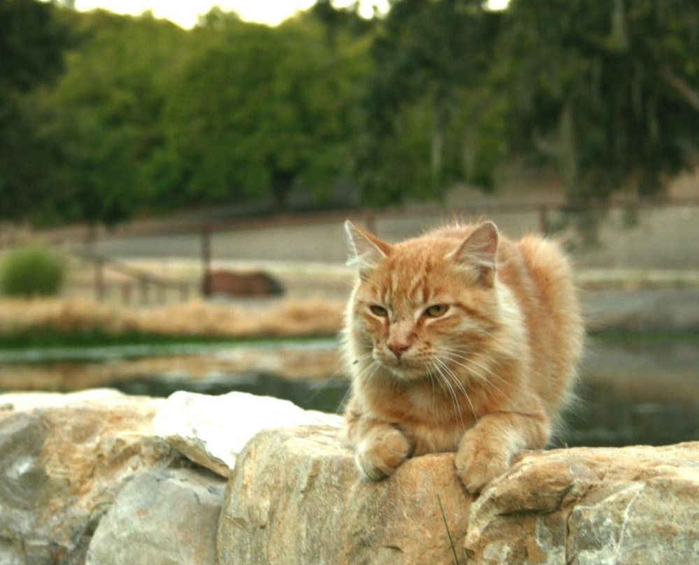 Limerock Orchards-帕索罗布尔斯必去景点
