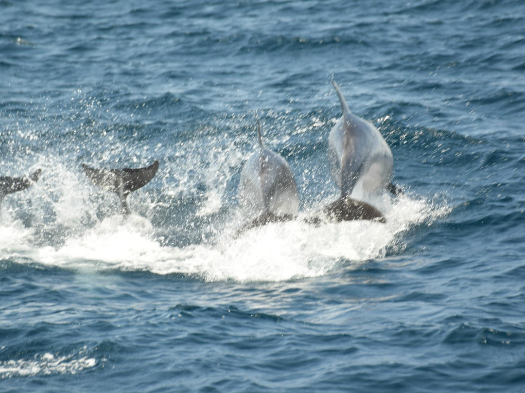 Whale Watch Azores-奥尔塔必去景点