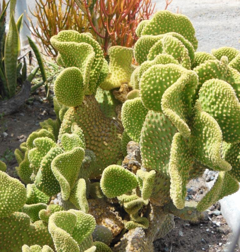 Rice Canyon Trail-丘拉维斯塔必去景点