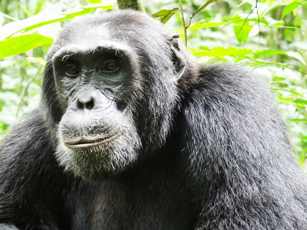 Gorilla Tour Booking Safaris-坎帕拉必去景点