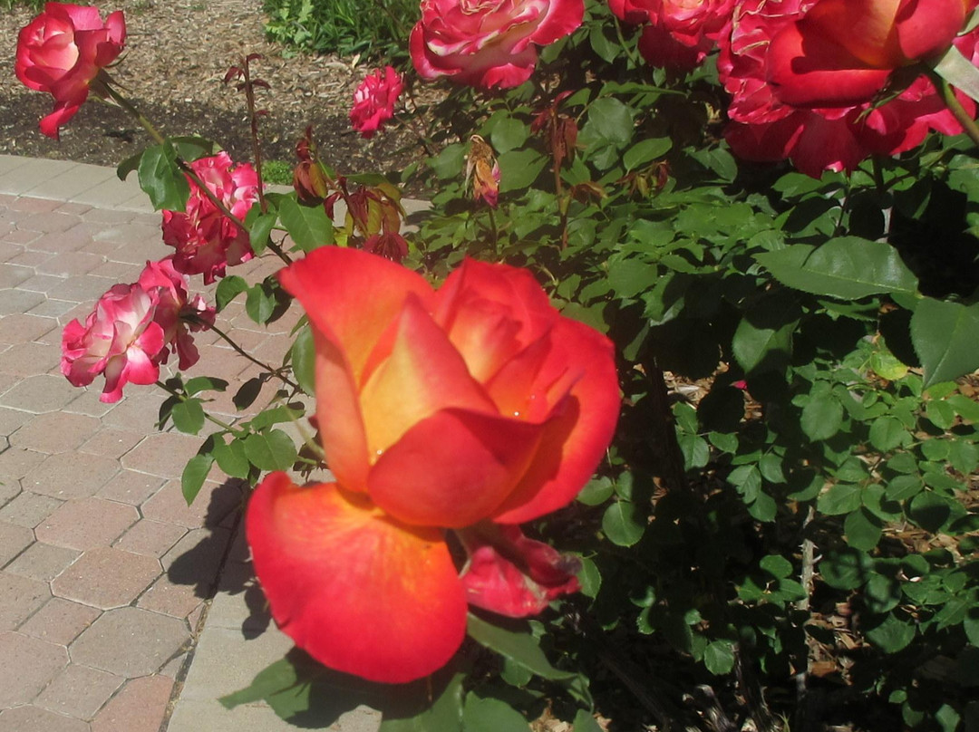 Shadelands Ranch Museum-核桃溪必去景点