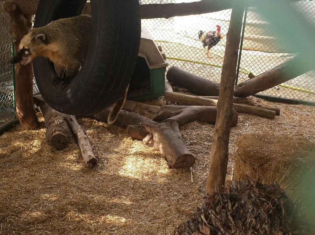 Posh Paws Animal Sanctuary And Petting Zoo-沙迦必去景点