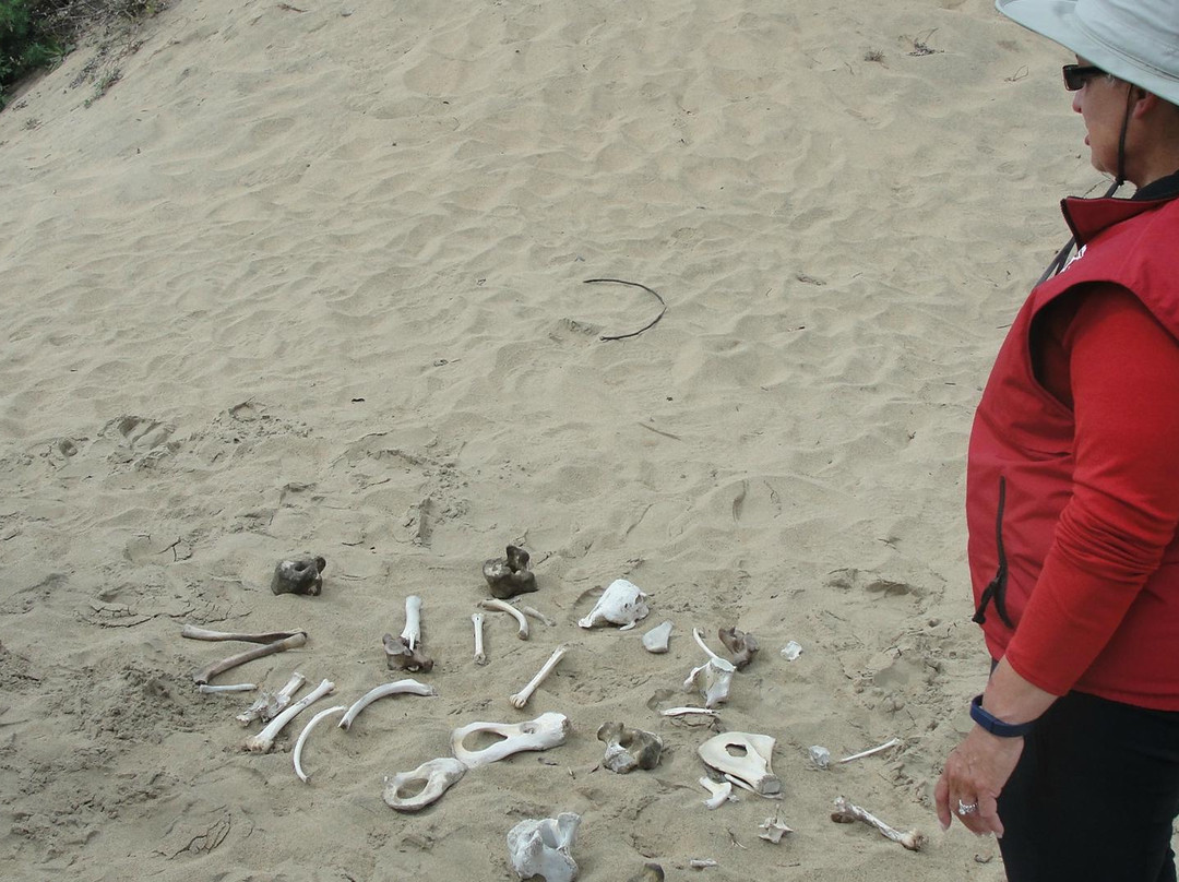 Ano Nuevo Elephant Seal Tours-佩斯卡德罗必去景点