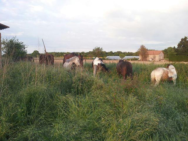 Le Haras des Ouches景点图片