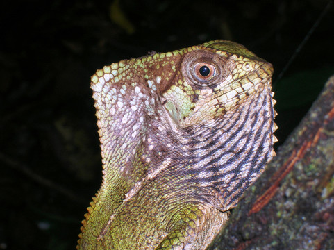 Jungle Night Tour Manuel Antonio-哥斯达黎加安东尼奥国家公园必去景点