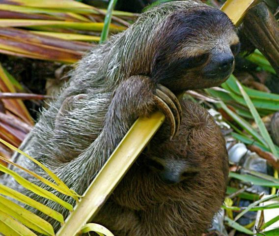 Boteros de Bastimentos-博卡斯镇必去景点