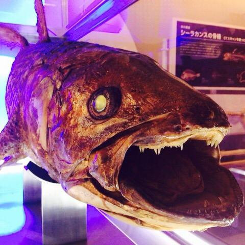 Numazu Deep Sea Aquarium景点图片