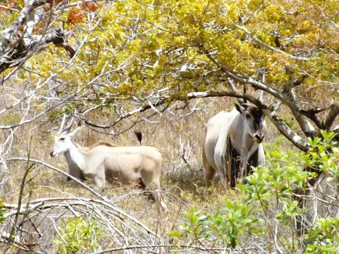 South East Africa Safaris景点图片
