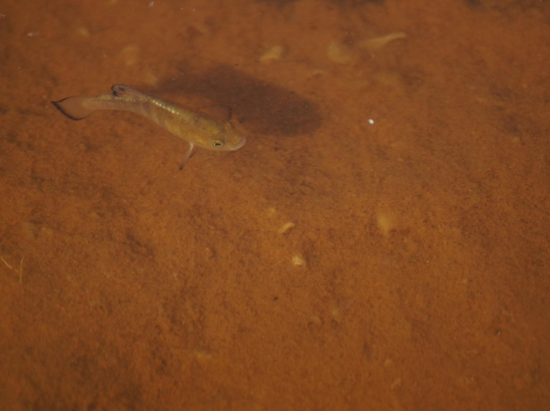 Saratoga Springs-死亡谷国家公园必去景点