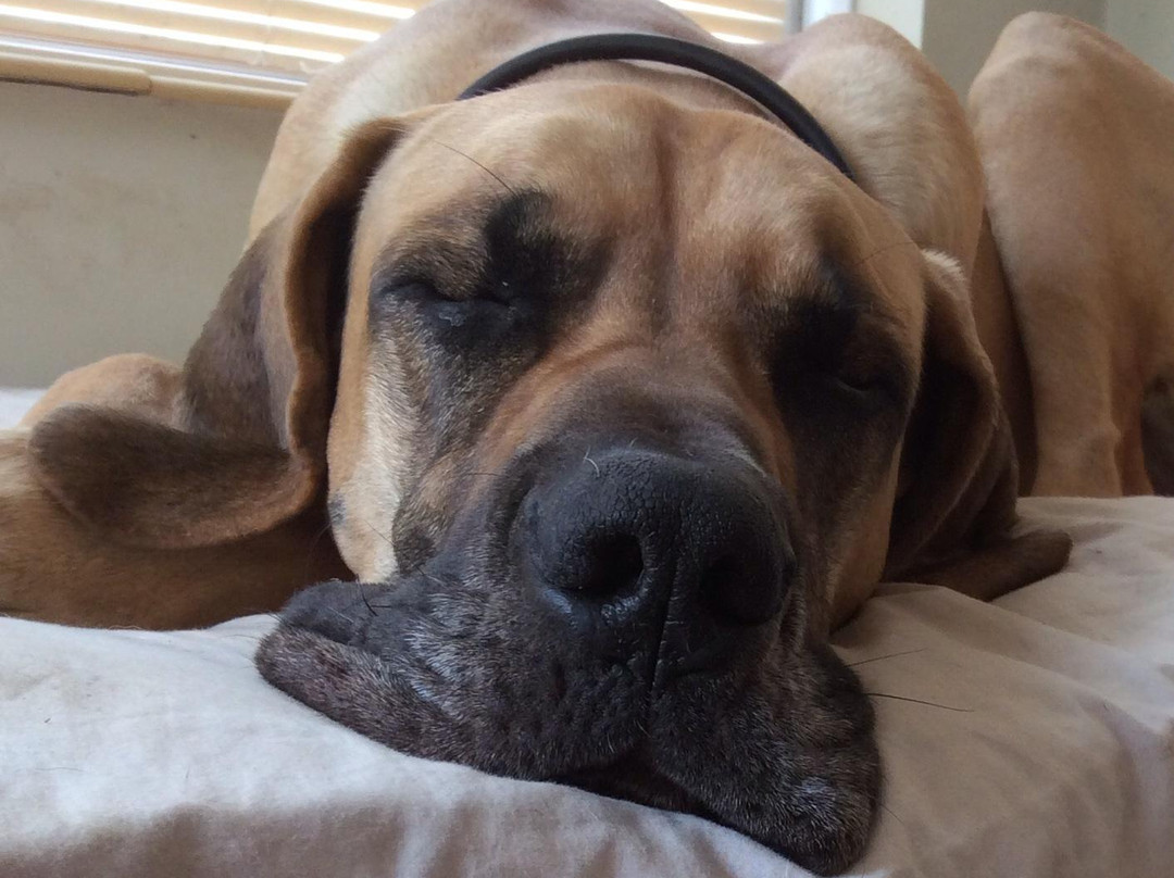 Devon's Duck n Dane B&B主图