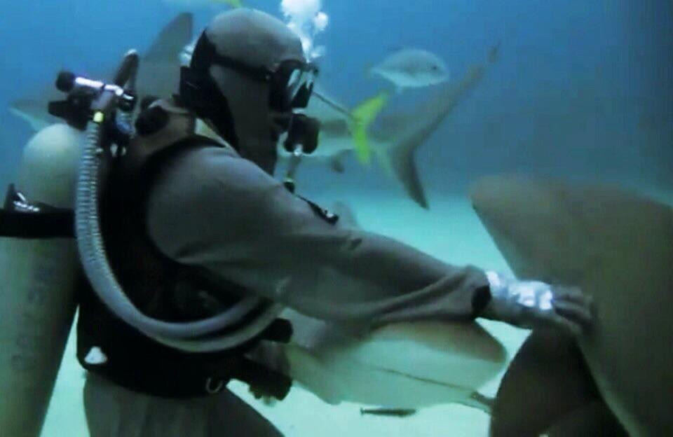 Shark Alley-大巴哈马岛必去景点