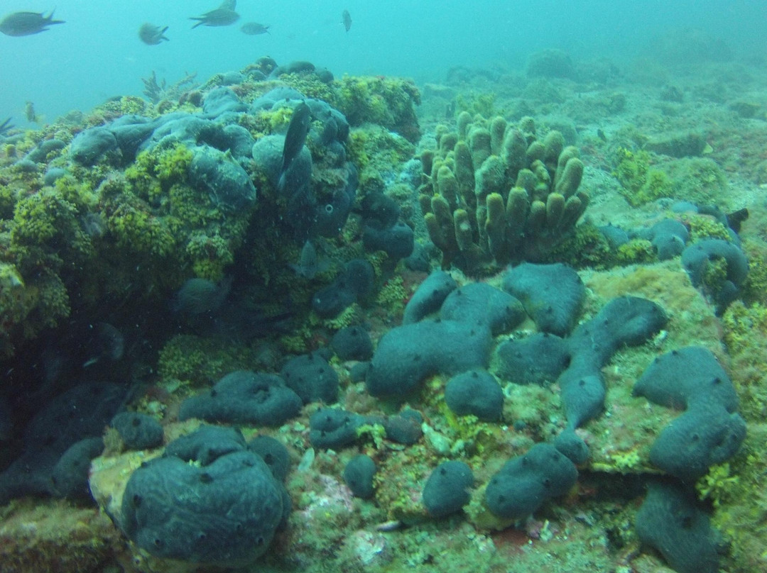 Lihadonisia Diving Center-Edipsos必去景点