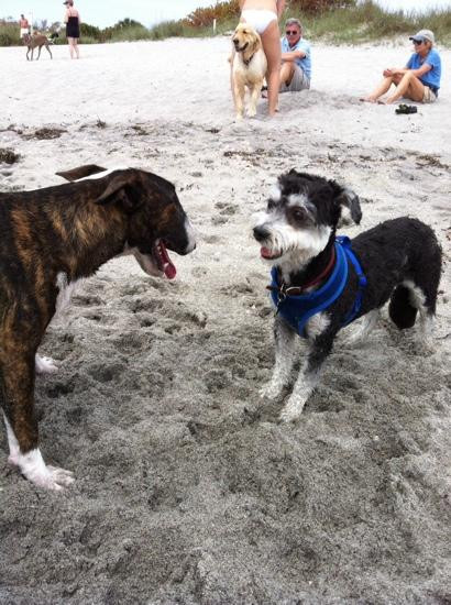 Brohard Paw Park-威尼斯必去景点