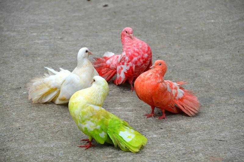 天堂公园农场-苏梅岛必去景点