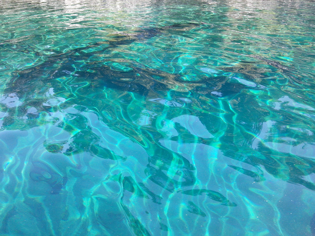 Bosque Sumergido-Villa Traful必去景点