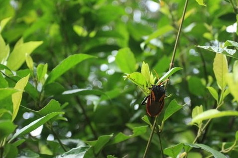 Heritage & Interpretive Tours-Daintree必去景点