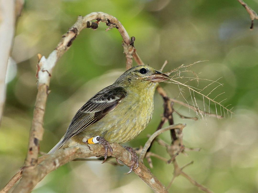 Ile aux Aigrettes Nature Reserve-毛里求斯必去景点
