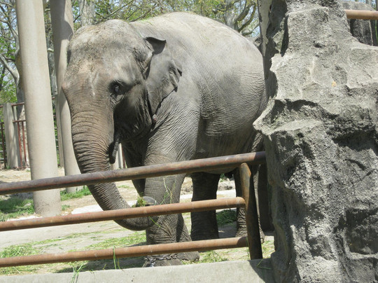 上海动物园-上海市必去景点