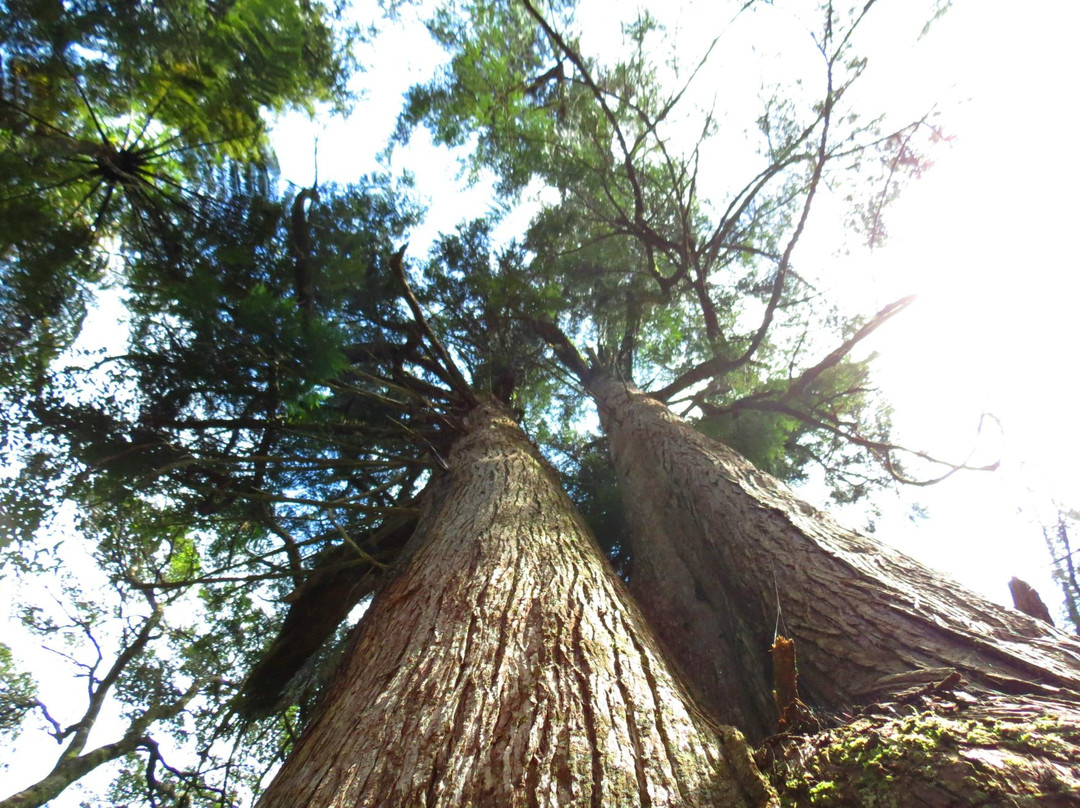 Patea River景点图片